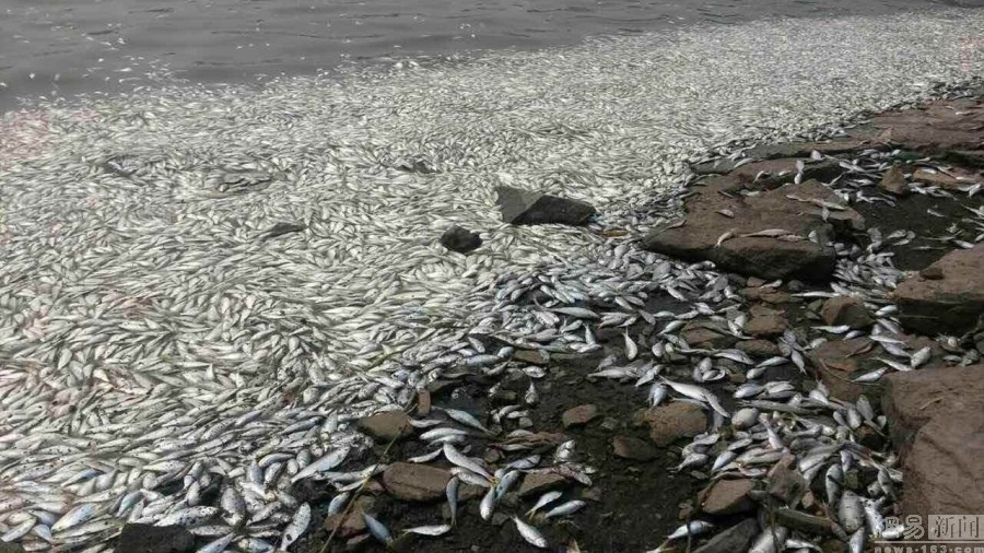 网曝天津滨海海河闸岸突现大面积死鱼